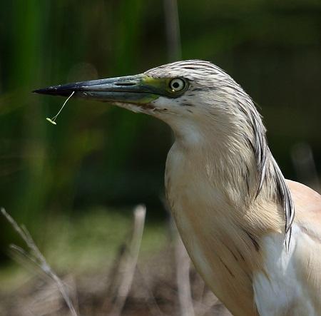 La Garcilla cangrejera (Ardeola ralloides) en Aragón - (Squacco Heron - Rallenreiher - Ralreiger).