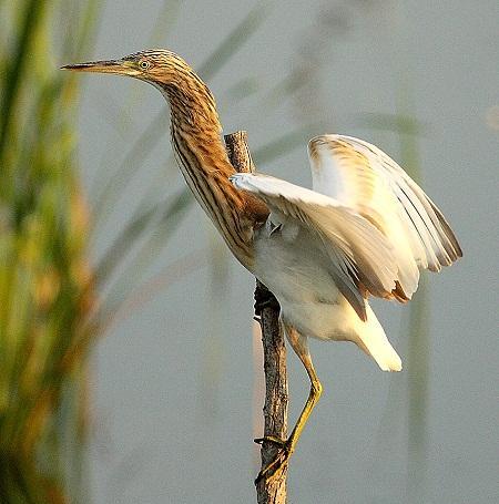 La Garcilla cangrejera (Ardeola ralloides) en Aragón - (Squacco Heron - Rallenreiher - Ralreiger).