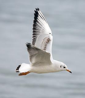 ¿QUE ES VOLAR?. ¿SABES QUE PUEDES VOLAR?