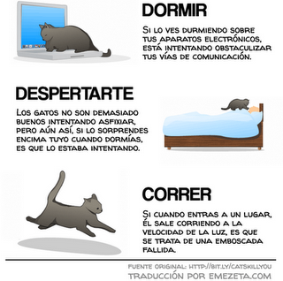 Cómo saber si su gato está tramando matarlo