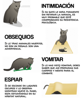 Cómo saber si su gato está tramando matarlo