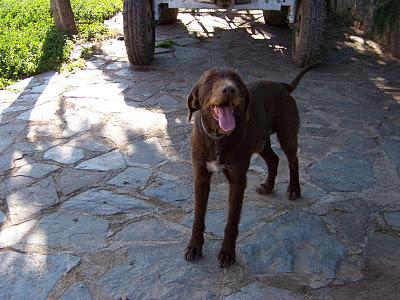 URGENTE: precioso perro drahthaar - LE SACRIFICAN - no le quieren.