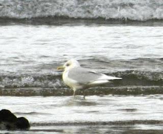 Un adulto de gaviota polar