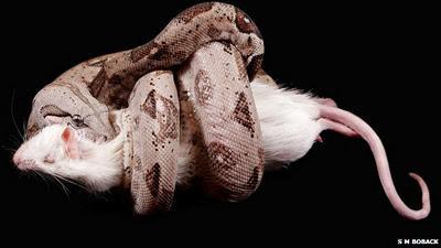 (360) LA PRECISA MANERA COMO MATA LA BOA CONSTRICTORA