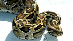 (355)  FLORIDA  LUCHA  CONTRA  EL  AVANCE  DE  LAS  PITONES  BIRMANAS