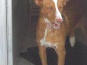 Saeta morirá Febrero ayudamos