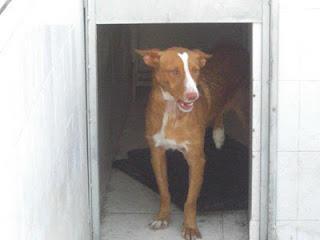 Saeta morirá el 2 de Febrero si no la ayudamos :-(