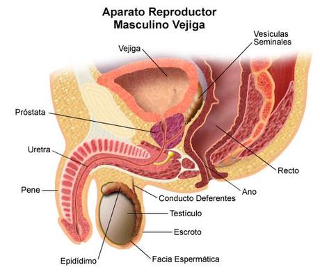 prostata anatomia Fármacos que pueden retrasar la cirugía de Próstata