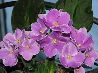 Hacer regalos especiales aprendiendo el lenguaje de las flores