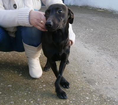 PEQUEÑO COJITO AULLANDO DE DOLOR EN LA CARRETERA...