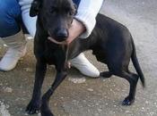 Pequeño cojito aullando dolor carretera...