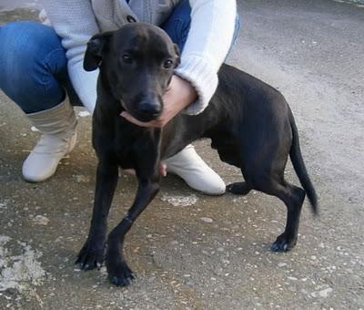 PEQUEÑO COJITO AULLANDO DE DOLOR EN LA CARRETERA...