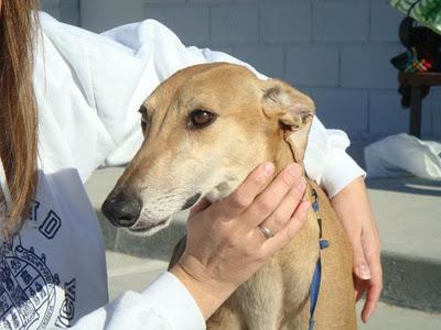 ARENA - galga preciosa de 4 años - Madrid - Urgente!!!