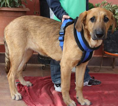 CACHORRA DEVUELTA A LA VIDA BUSCA UN HOGAR CON DESESPERACIÓN.