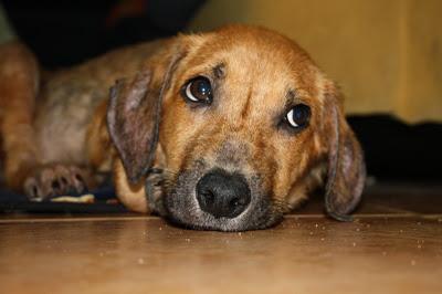 CACHORRA DEVUELTA A LA VIDA BUSCA UN HOGAR CON DESESPERACIÓN.