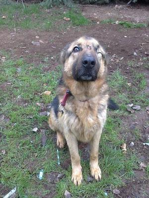 LEIA Y CURRO (pastores alemanes de rumanos) LEJOS DE LAS MANOS QUE LES PRIVARON DE SER FELICES - AXLA Madrid