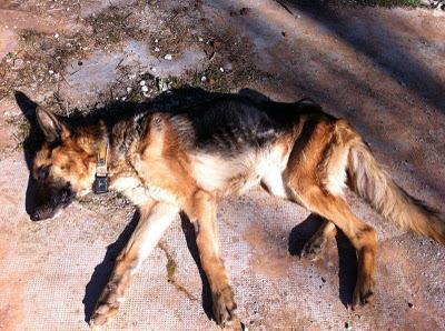 LEIA Y CURRO (pastores alemanes de rumanos) LEJOS DE LAS MANOS QUE LES PRIVARON DE SER FELICES - AXLA Madrid