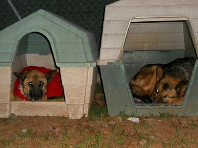 LEIA Y CURRO (pastores alemanes de rumanos) LEJOS DE LAS MANOS QUE LES PRIVARON DE SER FELICES - AXLA Madrid