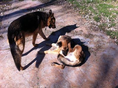 LEIA Y CURRO (pastores alemanes de rumanos) LEJOS DE LAS MANOS QUE LES PRIVARON DE SER FELICES - AXLA Madrid