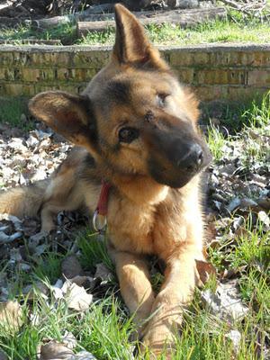 LEIA Y CURRO (pastores alemanes de rumanos) LEJOS DE LAS MANOS QUE LES PRIVARON DE SER FELICES - AXLA Madrid