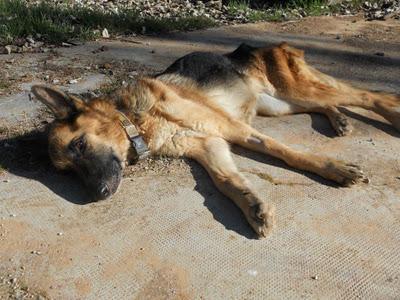 LEIA Y CURRO (pastores alemanes de rumanos) LEJOS DE LAS MANOS QUE LES PRIVARON DE SER FELICES - AXLA Madrid