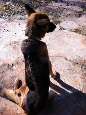 LEIA Y CURRO (pastores alemanes de rumanos) LEJOS DE LAS MANOS QUE LES PRIVARON DE SER FELICES - AXLA Madrid