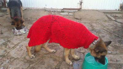 LEIA Y CURRO (pastores alemanes de rumanos) LEJOS DE LAS MANOS QUE LES PRIVARON DE SER FELICES - AXLA Madrid