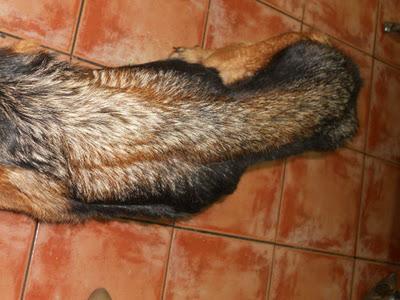 LEIA Y CURRO (pastores alemanes de rumanos) LEJOS DE LAS MANOS QUE LES PRIVARON DE SER FELICES - AXLA Madrid