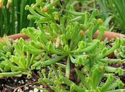 Oxalis ptychoclada