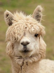 Galluza o flequillo con cabello rizado