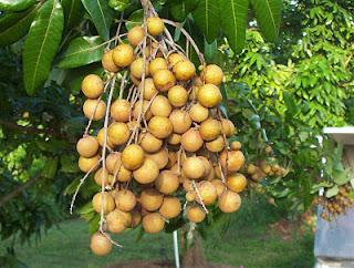 Longan, Ojo de Dragón