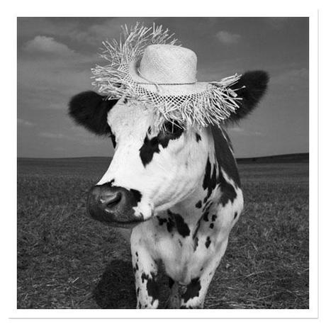 oh-la-vache ¡MENUDA VACA!