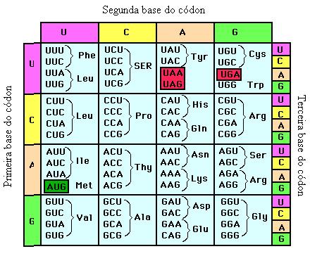 Convierte tu Nombre a ADN