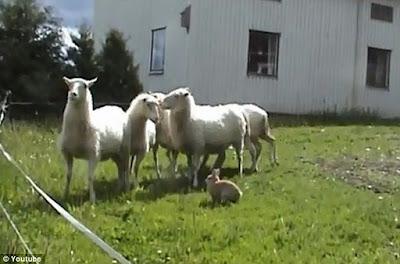 El conejo que se convirtió en perro pastor de ovejas. Como las maneja el tío. Vídeo.
