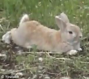 El conejo que se convirtió en perro pastor de ovejas. Como las maneja el tío. Vídeo.