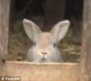 El conejo que se convirtió en perro pastor de ovejas. Como las maneja el tío. Vídeo.