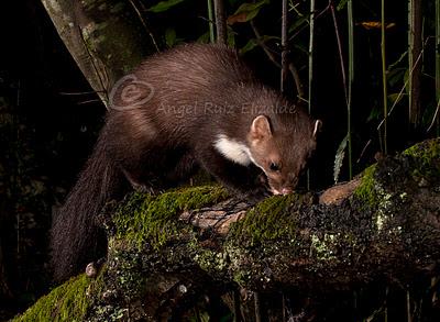 Más garduña y gineta...