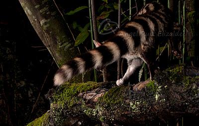 Más garduña y gineta...