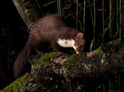 Más garduña y gineta...