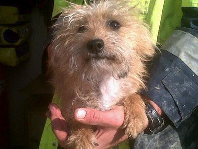 Nena, cruce de Yorkshire preciosa, 3 o 4 kilos en adopcion (Cadiz)