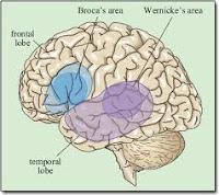 Determinan el Área Exacta donde se controla el Lenguaje