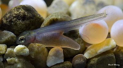 El nacimiento del salmón