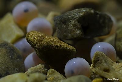 El nacimiento del salmón