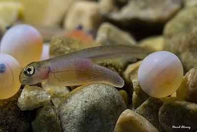 El nacimiento del salmón