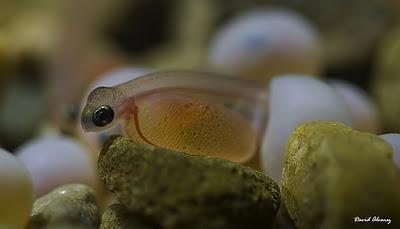 El nacimiento del salmón