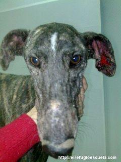 Sandy, otra vicima de los galgueros