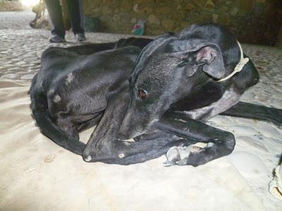 GALGA en peligro!! Zona de cotos de caza!!