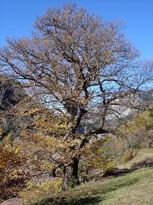 Árboles Singulares de Huesca - Castaño de Matazueras (Bielsa)