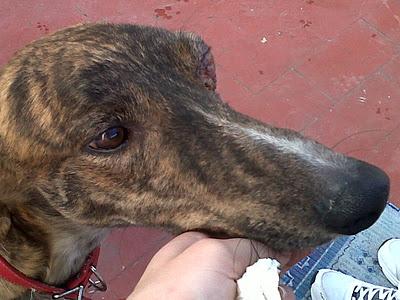 AYUDÁDME, GALGO ESCUÁLIDO CON OJO FUERA, NO DEJADME SOLA, URGE ACOGIDA. (CADIZ)