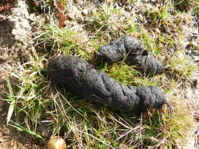 Unas cosillas sobre el lobo